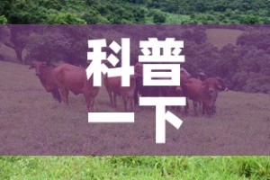 科普一下“微信牛牛群斗牛群”详细房卡教程
