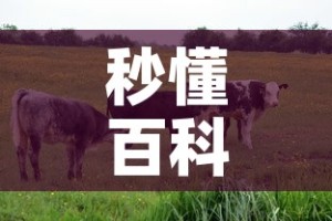 秒懂百科“微信牛牛群房卡怎么弄”房卡使用教程
