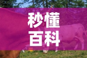 秒懂百科“微信牛牛群房卡”购买房卡介绍