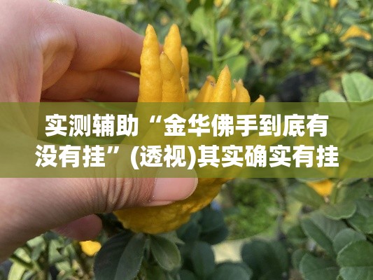 实测辅助“金华佛手到底有没有挂	”(透视)其实确实有挂