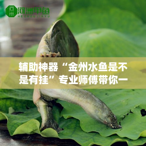 辅助神器“金州水鱼是不是有挂”专业师傅带你一起了解(确实有挂
