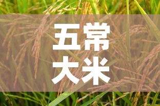 五常大米稻之金价格多少—（五常大米五稻红价格）